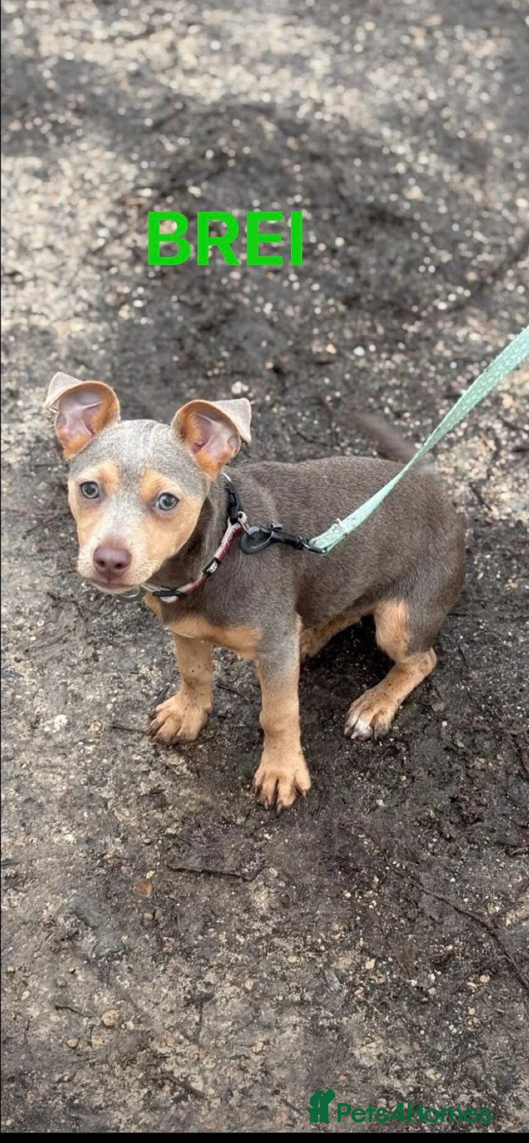 Mixed Breed dogs for sale: Jack russell - Advert 1