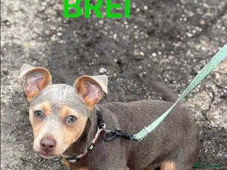 Mixed Breed dogs Jack russell - Advert 3