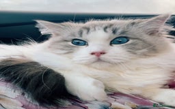 Ragdoll cats for sale: Beautiful Registered Ragdoll Male Kitten - Image 8