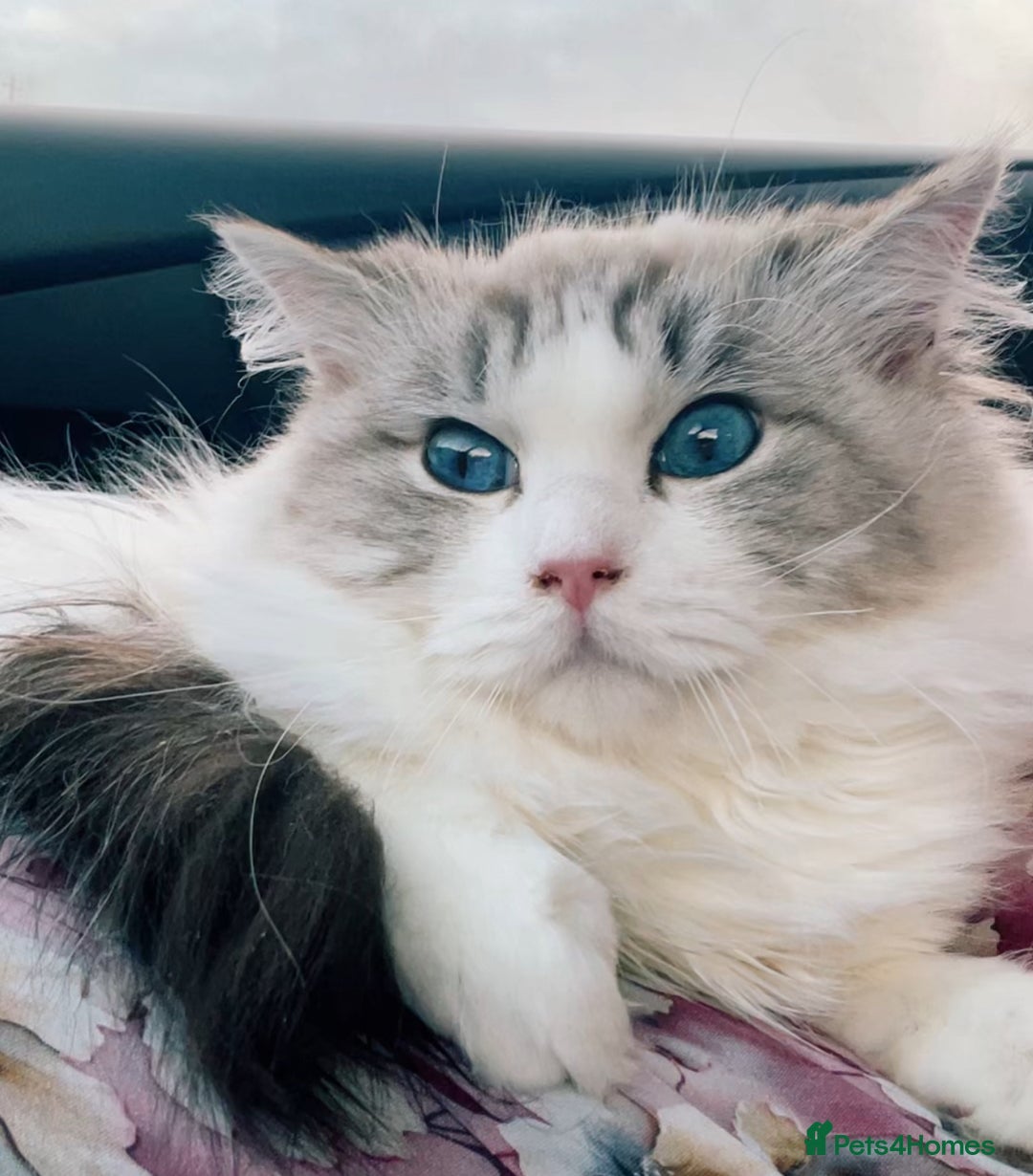 Ragdoll cats for sale: Beautiful Registered Ragdoll Male Kitten - Image 8