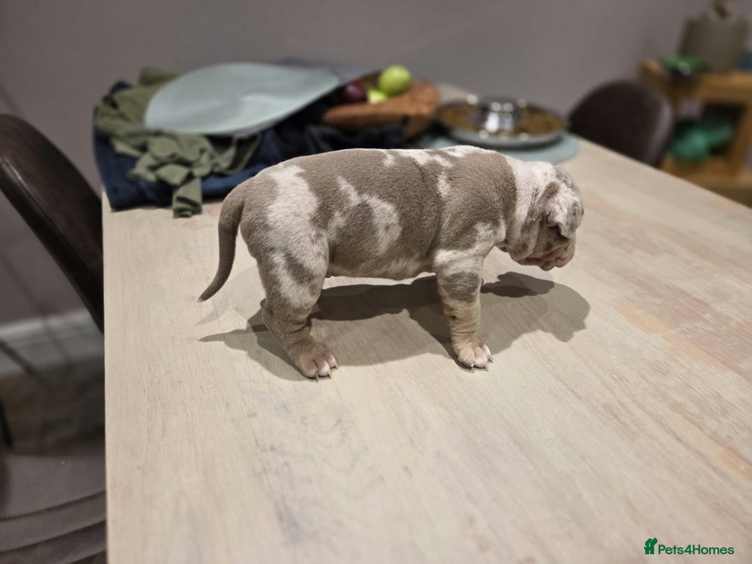 American Bully dogs for sale: Luna x Dynamite puppies🧨🧬 4 girls✅ 4 boys✅ - Advert 9