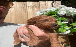 Toy Poodle dogs for sale: 💙🩷Gorgeous KC Toy Poodle Puppies 🩷💙 - Image 3