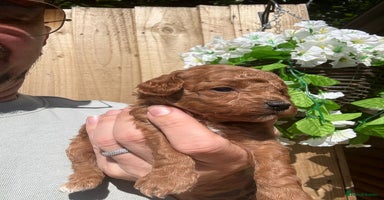 Toy Poodle dogs - Advert 16
