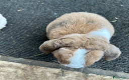 Mini Lop rabbits for sale: Mini plush lop female rabbits - Image 6