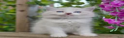 Ragdoll cats for sale: 💓please read🩵🏆European Champion lines 💫Tica - Advert 14