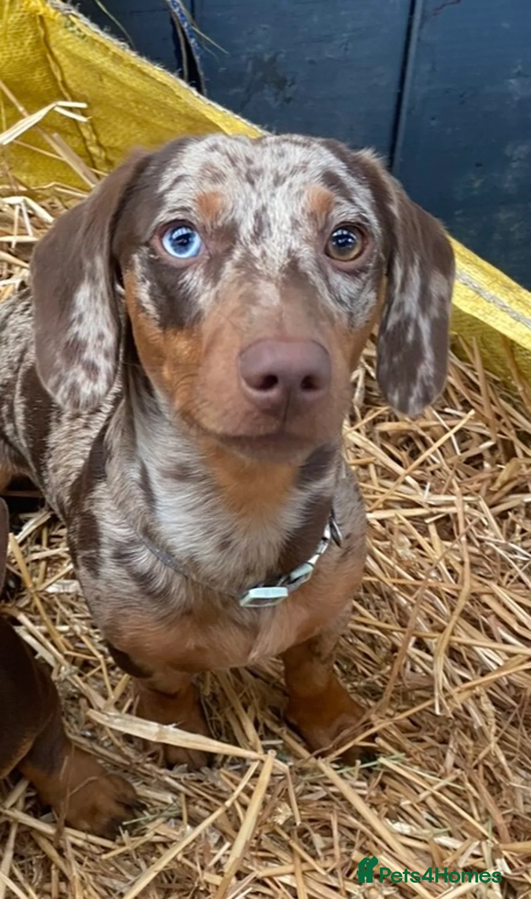 Miniature Dachshund dogs for stud: Beautiful Miniature Dachshund for stud  - Advert 2