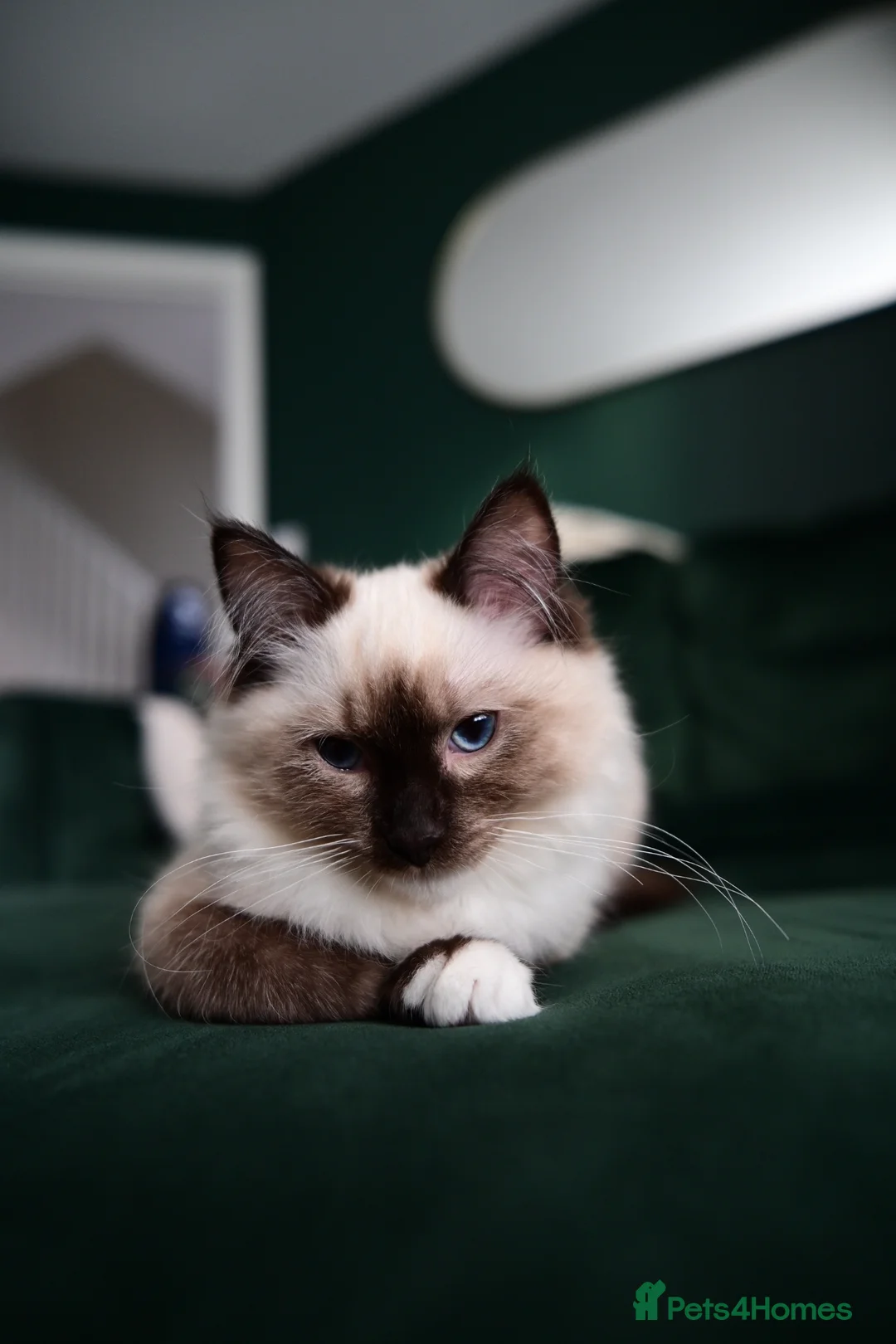 Ragdoll cats for sale: Male Ragdoll Cat Looking for a Loving New Home - Advert 5