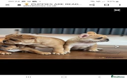 French Bulldog dogs for stud: King Midas son- Premium French Bulldog Stud - Advert 7