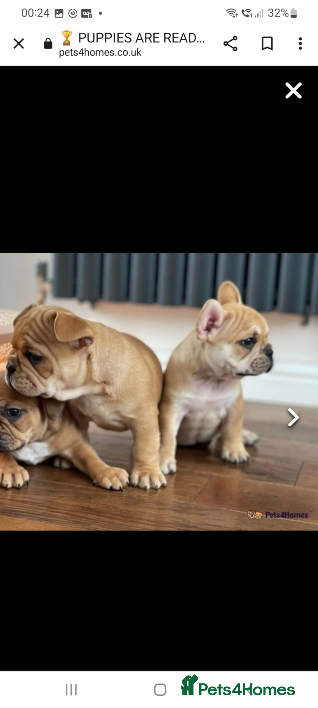 French Bulldog dogs for stud: King Midas son- Premium French Bulldog Stud - Advert 7