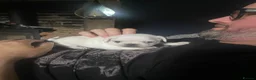 Pug dogs for sale: Beautiful and rare purebred puppies - Advert 12