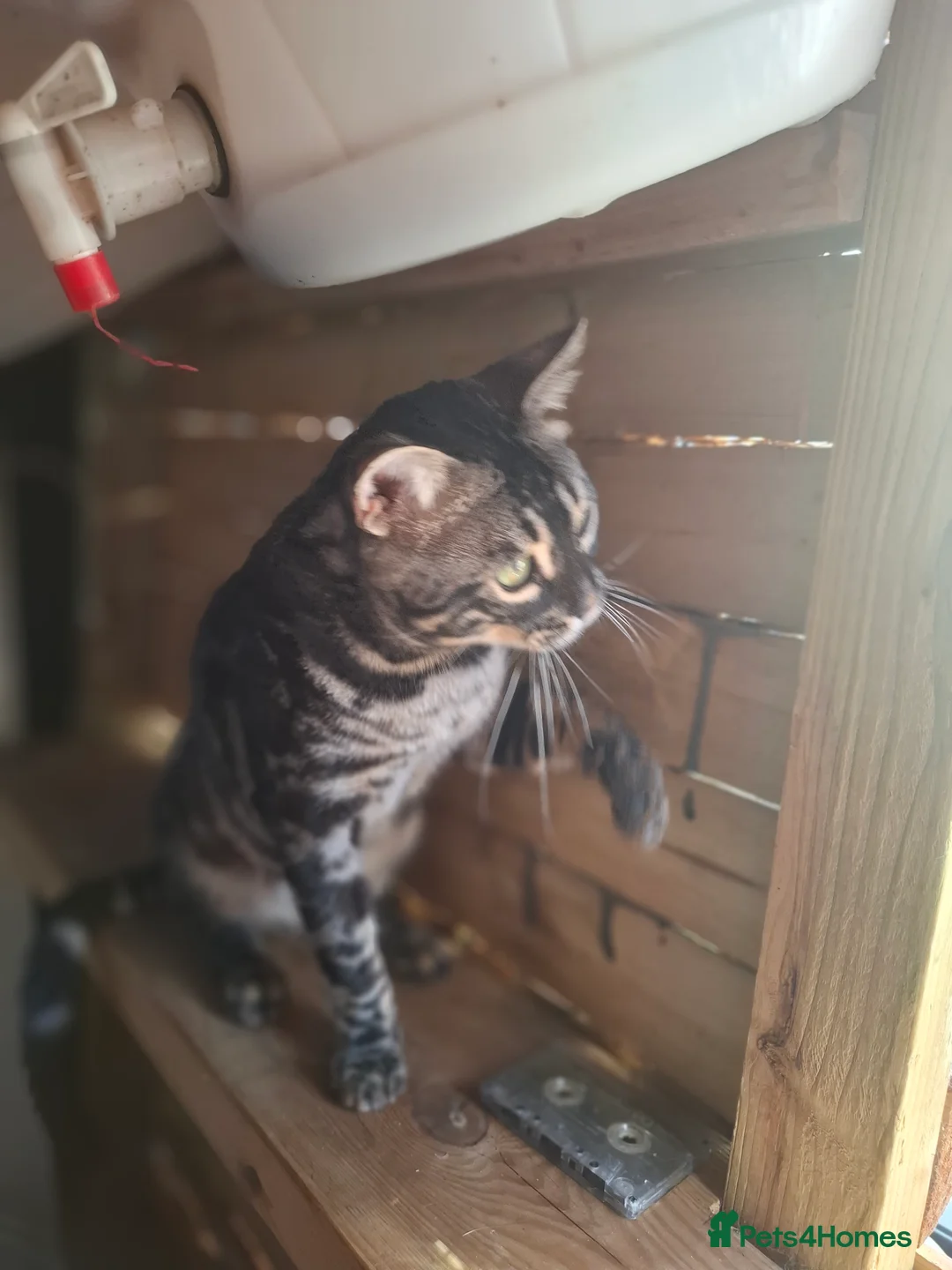 Bengal cats for stud: OUTSTANDING SILVER CHARCOAL BENGAL STUD - Advert 12