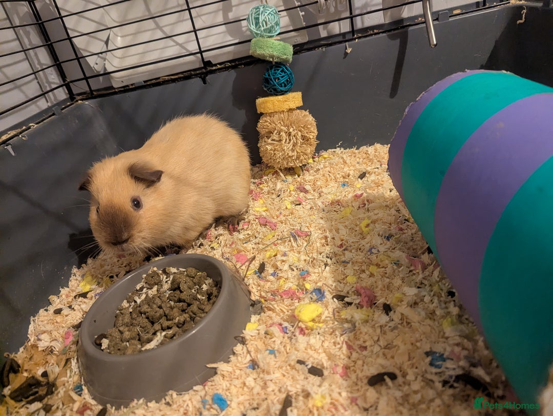 Guinea Pig rodents for sale: Pair of bonded male guinea pigs - Advert 8