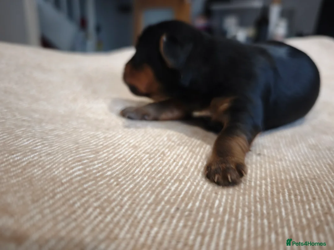 Yorkshire Terrier dogs for sale: Adorable Yorkshire Terrier Puppy. ONLY 1 GIRL LEFT - Advert 12
