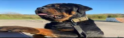 Rottweiler dogs for stud: 65kg Rottweiler for stud - Advert 2