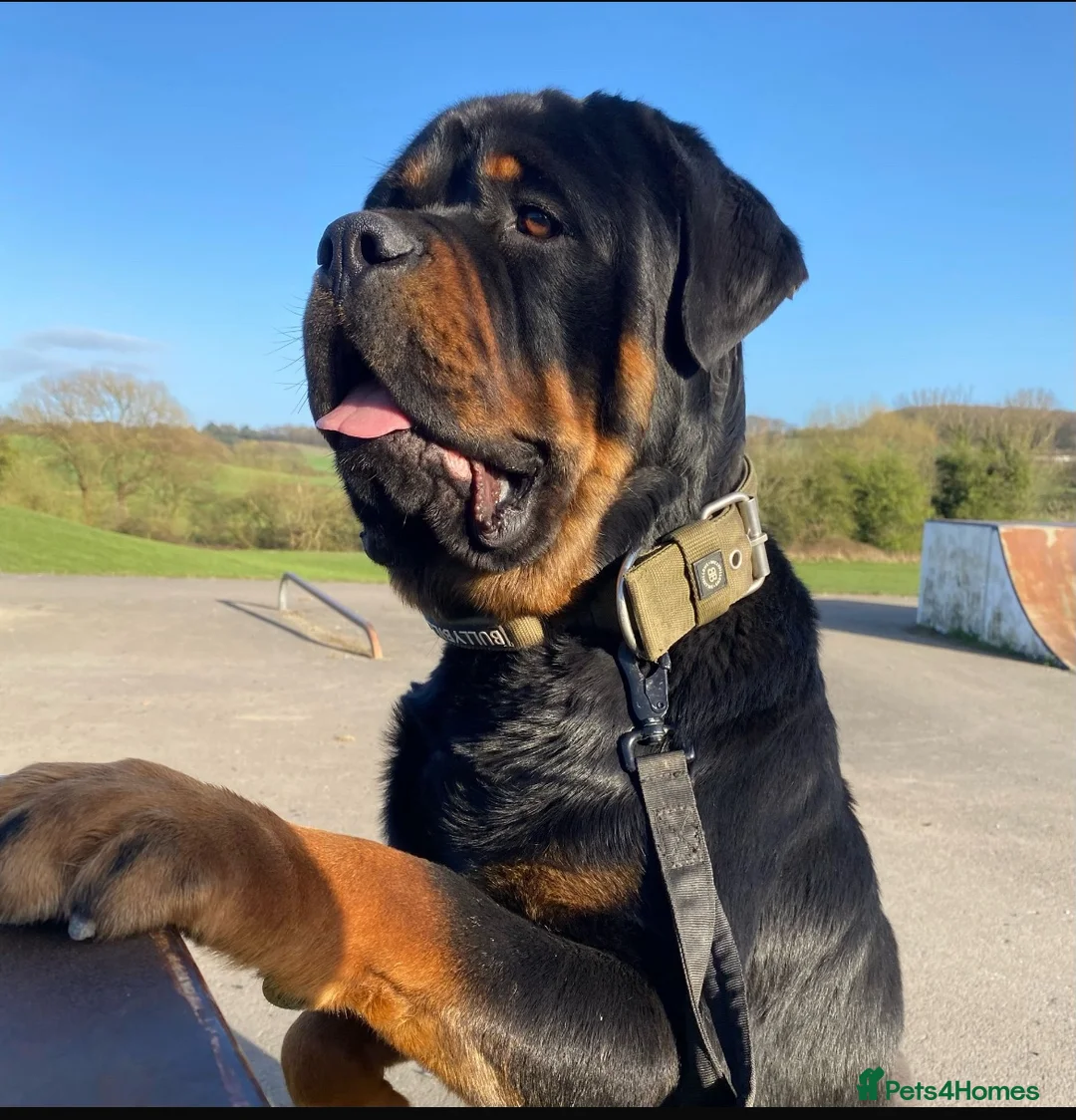 Rottweiler dogs for stud: 65kg Rottweiler for stud - Advert 2