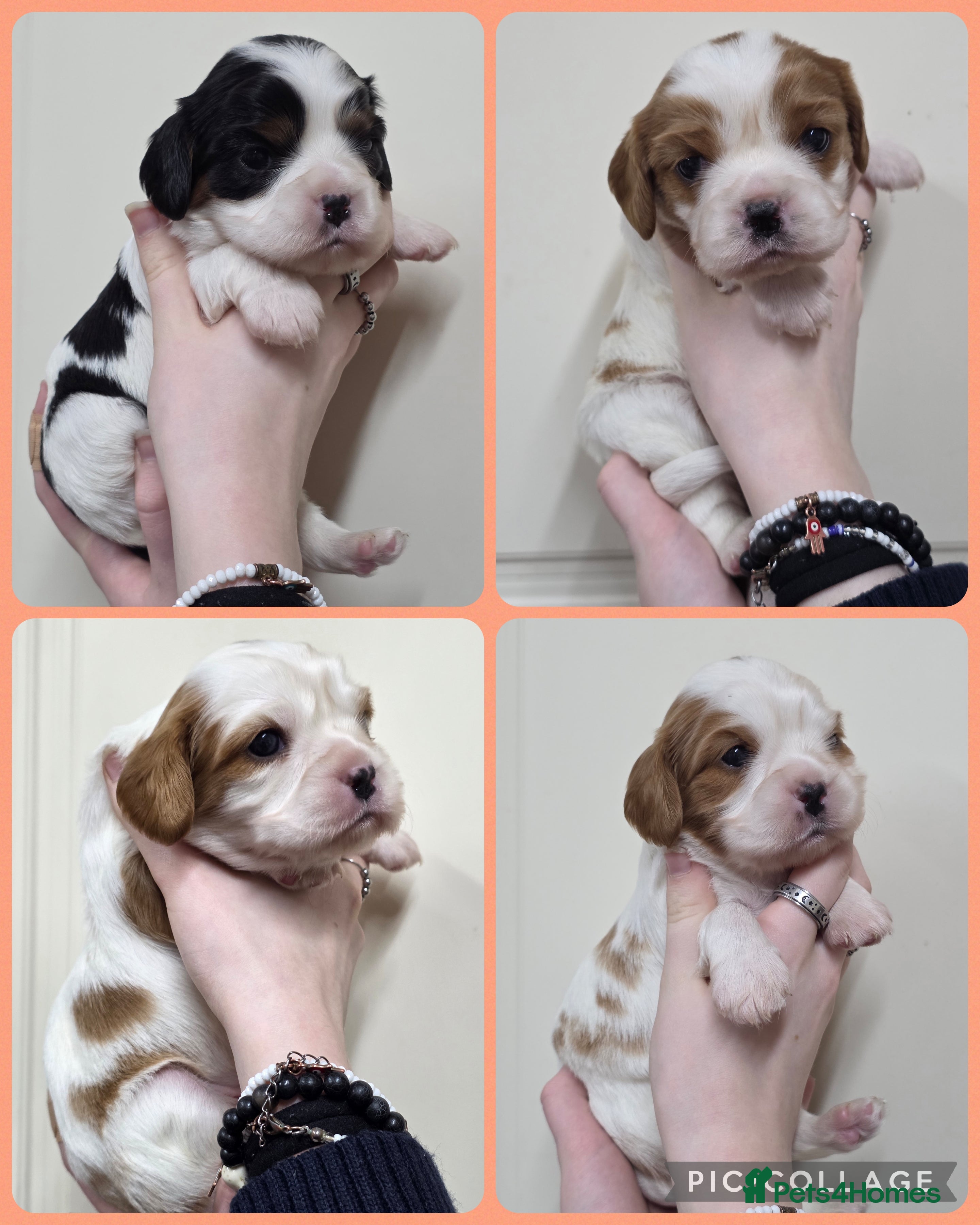 Cavalier King Charles Spaniel dogs Gorgeous cavalier king charles pups health tested - Advert 1