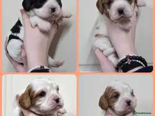 Cavalier King Charles Spaniel dogs Gorgeous cavalier king charles pups health tested - Advert 4