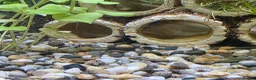 Mollies fish for sale: Baby Mollies in Newent - Advert 3
