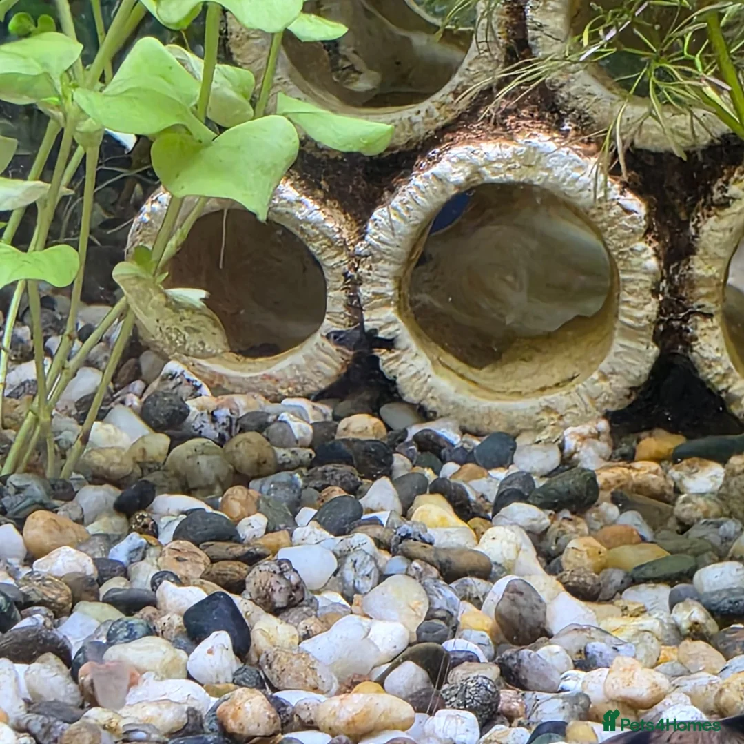 Mollies fish for sale: Baby Mollies in Newent - Advert 3