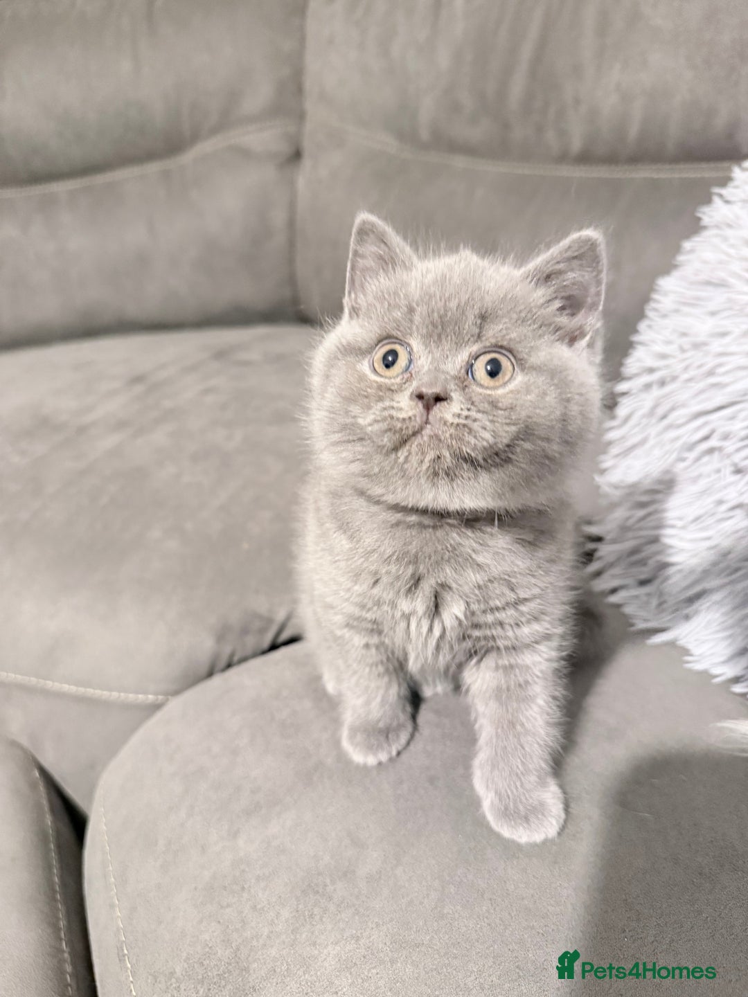 British Shorthair cats for sale: Full pedigree. Bsh kittens  - Advert 6