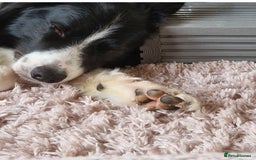 Border Collie dogs for stud: Beautiful young man for stud - Image 2