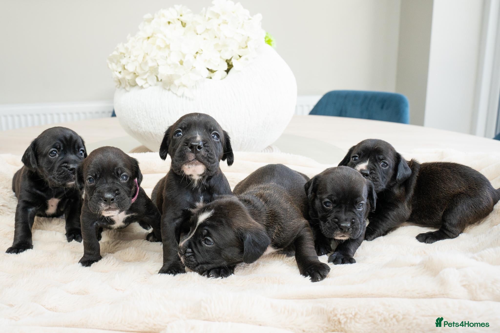 Mixed Breed dogs English bull dog X Cocker spaniel  - Advert 2