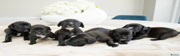 Mixed Breed dogs for sale: English bull dog X Cocker spaniel  - Advert 2