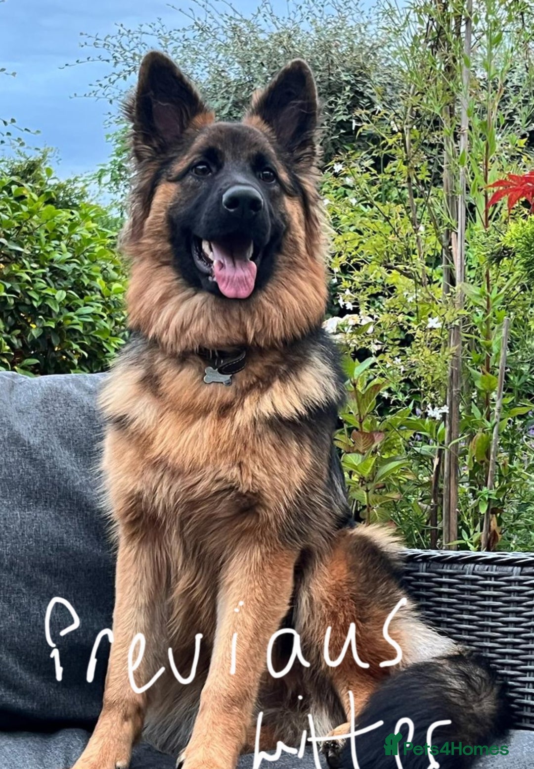 German Shepherd dogs for sale: German shepherd pedigree puppies- four weeks old. - Image 10