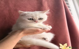 British Shorthair cats for sale: Two stunning sisters READY NOW - Image 16