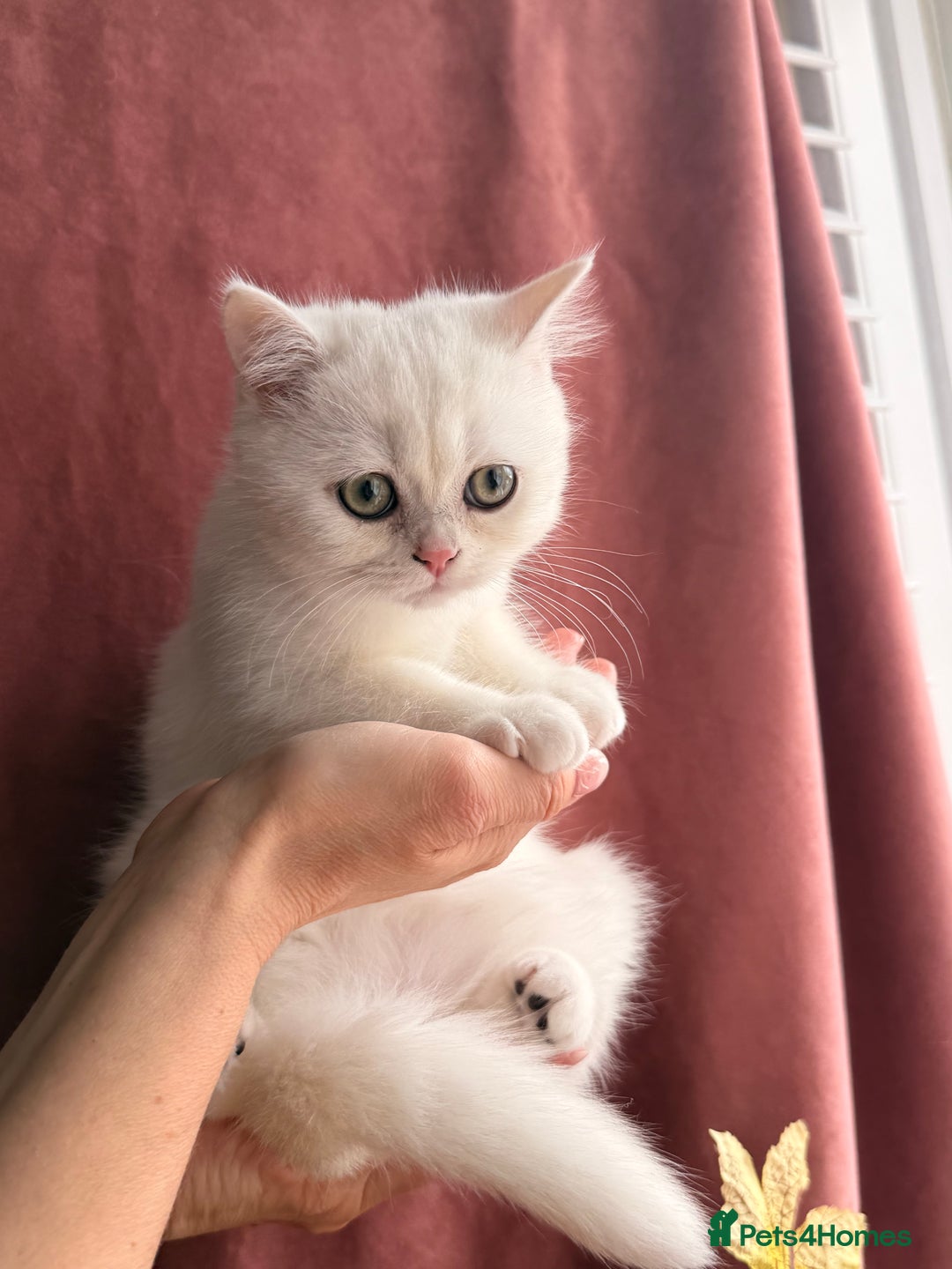 British Shorthair cats for sale: Two stunning sisters READY NOW - Image 16