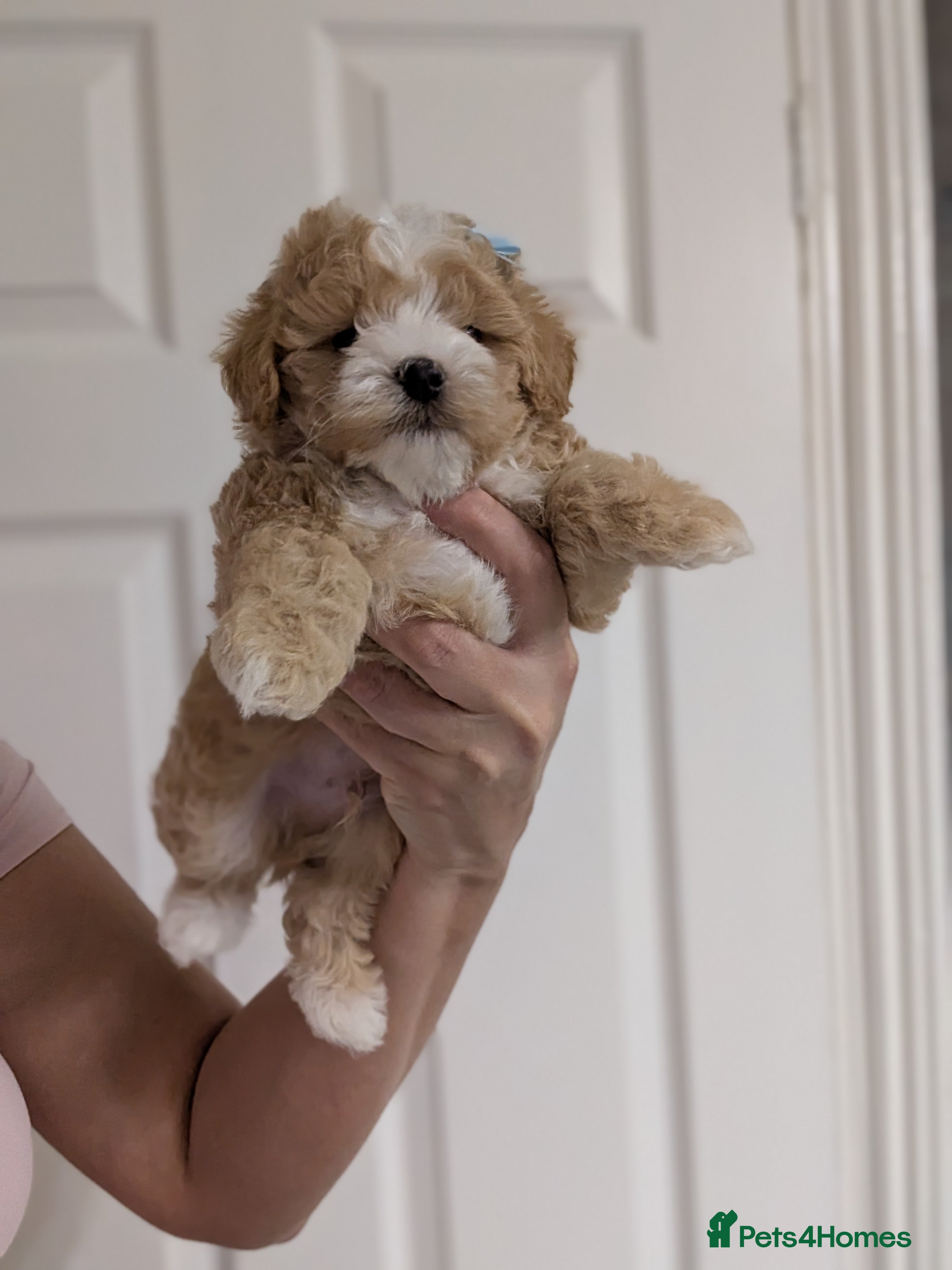 Maltipoo dogs 💫  LUXURY F1 MALTIPOO LAST BOY❗🩵 - Advert 12