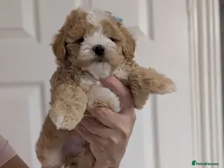 Maltipoo dogs 💫 LUXURY F1 MALTIPOO LAST BOY❗🩵 - Advert 12