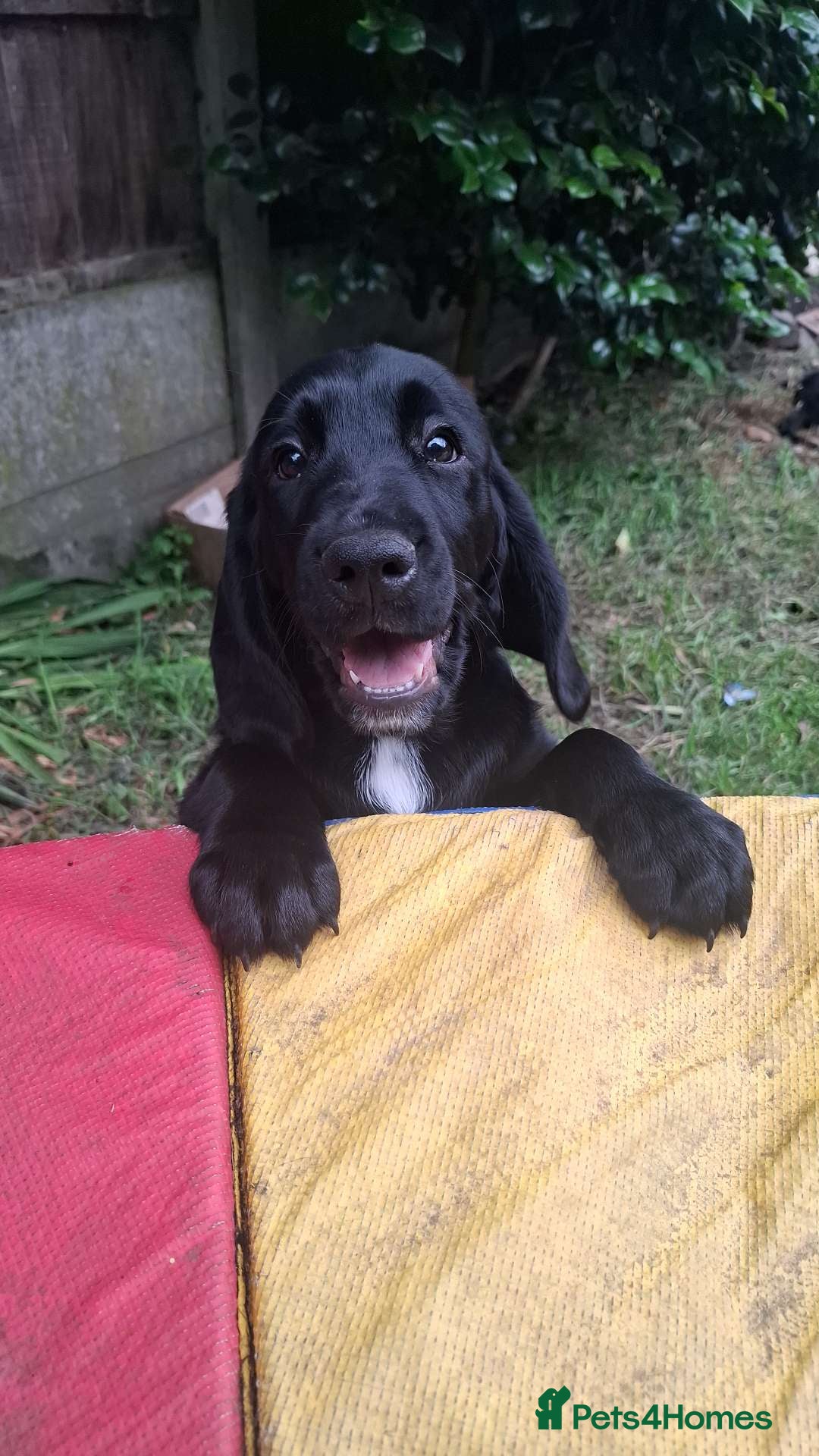 Mixed Breed dogs Adorable Cockapoo x Puppies Ready for new homes - Advert 2