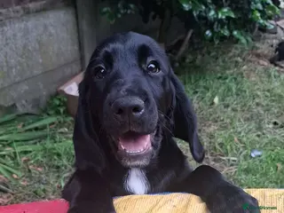 Mixed Breed dogs Adorable Cockapoo x Puppies Ready for new homes - Advert 2