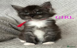 Maine Coon cats for sale: MaineCoon Kittens For Sale Black Smoke - Image 23