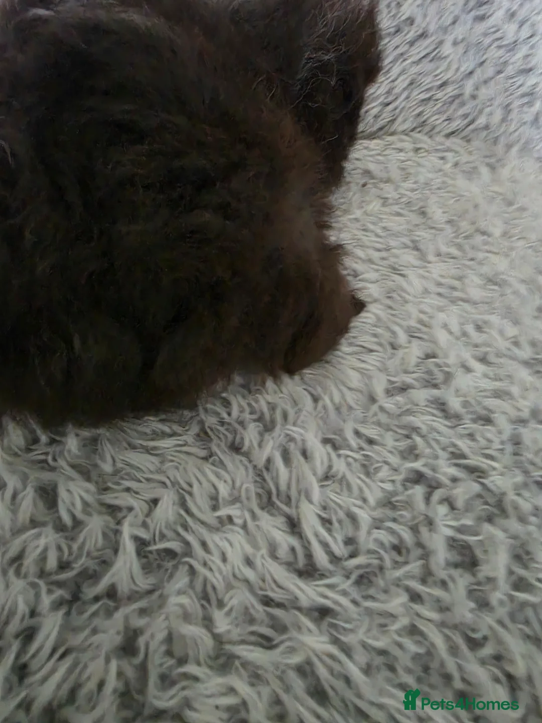 Guinea Pig rodents for sale: Swiss boys - Advert 2