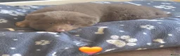 German Shepherd dogs for sale: Isabella german shepherd puppies  - Advert 24