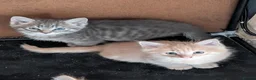 Mixed Breed cats for sale: Stunning Fluffy Tabby Kittens! - Advert 12