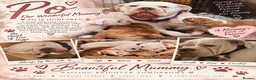 Olde English Bulldogge dogs for sale: GORGEOUS OLDE ENGLISH BULLDOGGE PUPPIES - Advert 4