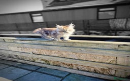 Maine Coon cats for sale: Beautiful male maine coon  - Image 12