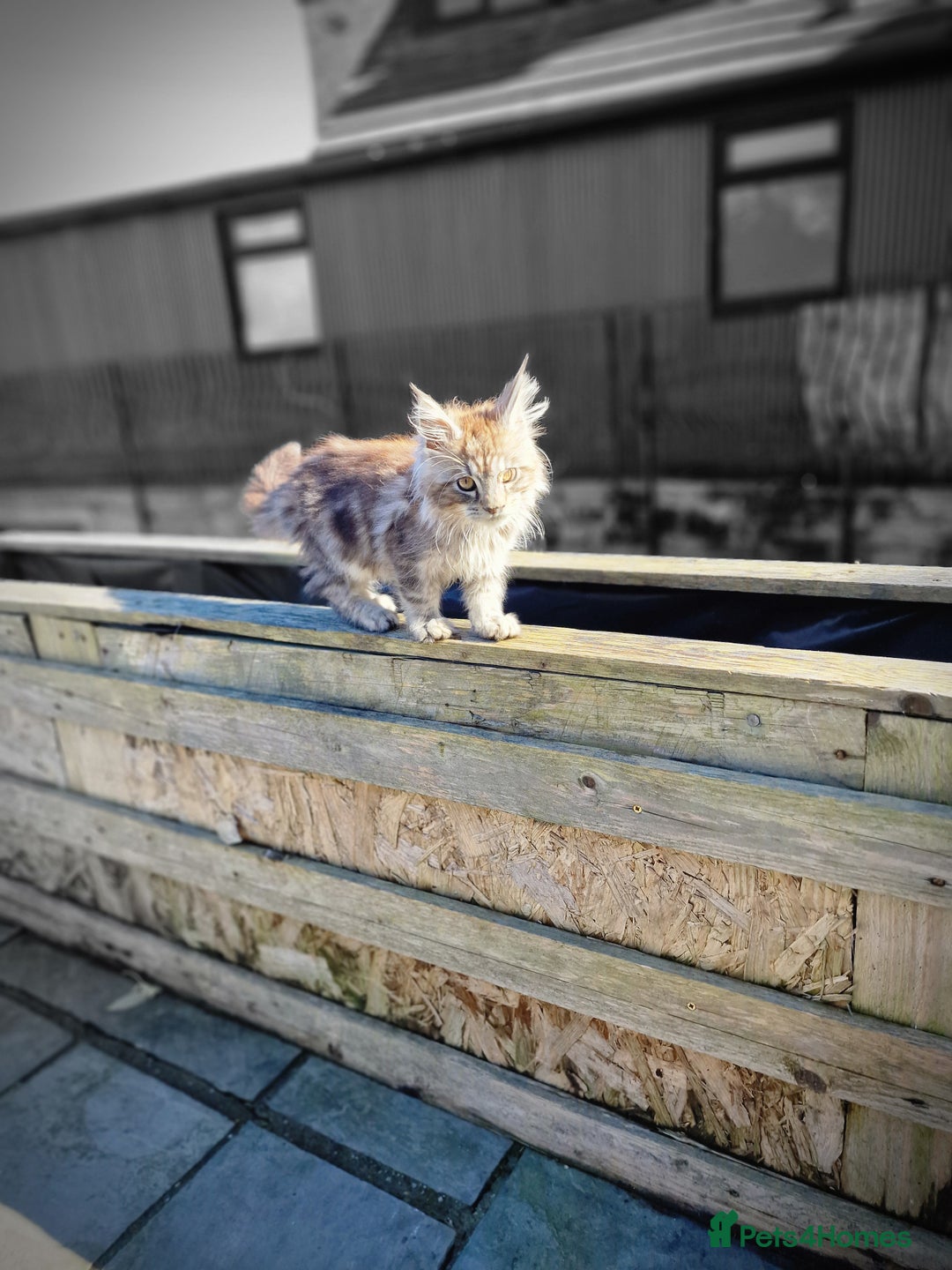 Maine Coon cats for sale: Beautiful male maine coon  - Image 12