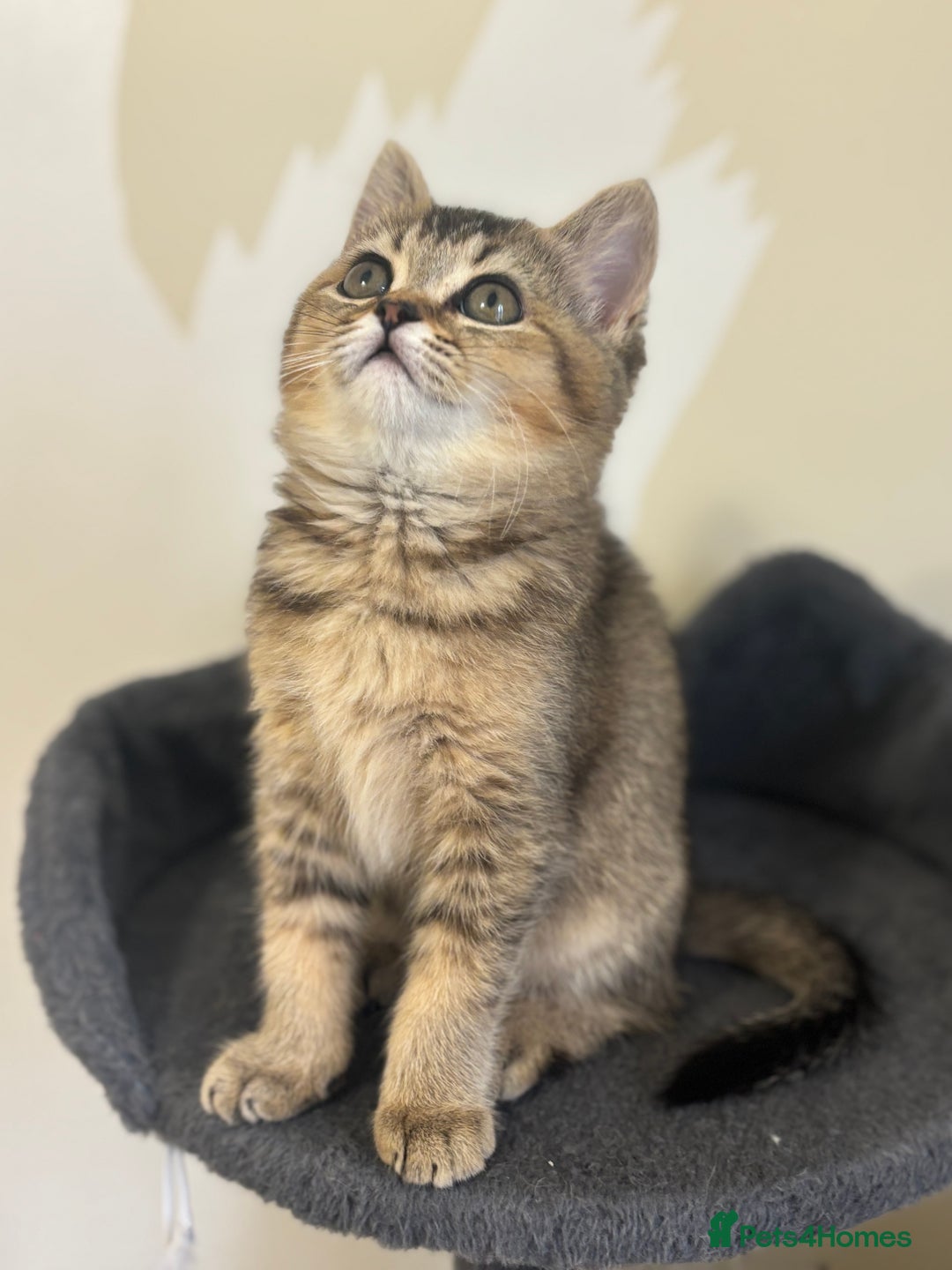Brazilian Shorthair cats for sale: Last 2 gold tabby left ****READY TO GO ***** - Image 31