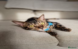 Bengal cats for sale: 11 month male Bengal - Image 6