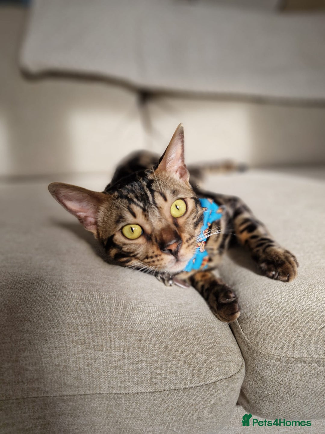 Bengal cats for sale: 11 month male Bengal - Image 6
