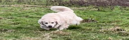 Golden Retriever dogs for sale: 5 year old kc reg fully health tested female  - Advert 8