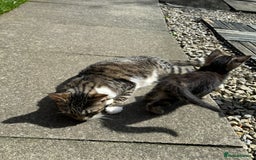 Domestic Shorthair cats for sale: 4 kittens available  - Image 14
