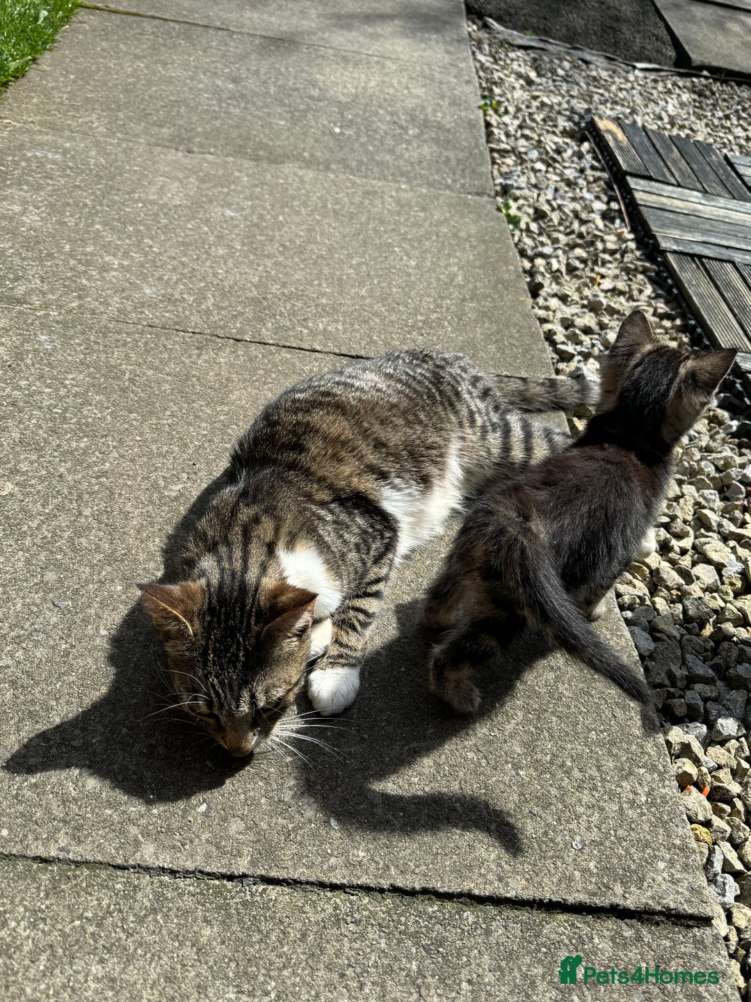 Domestic Shorthair cats for sale: 4 kittens available  - Image 14