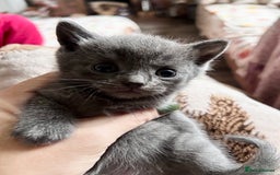 British Shorthair cats for sale: BSH cross  - Image 9