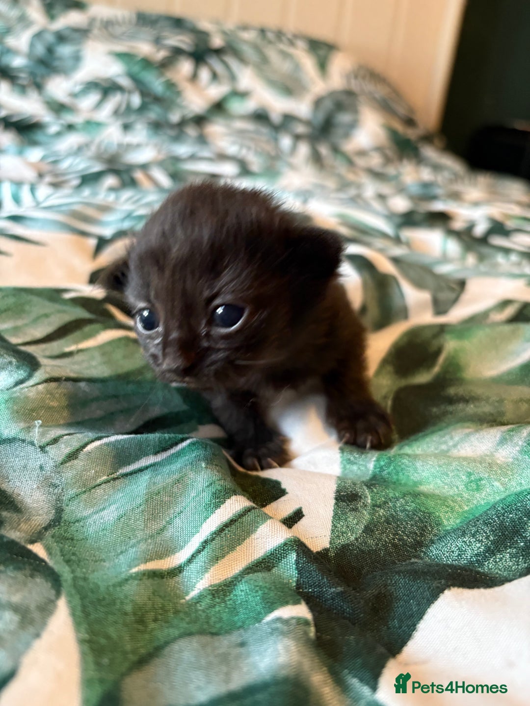 Mixed Breed cats for sale: Domestic Shorthair cross Maine CoonRagdoll kittens - Image 3