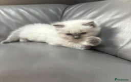 Ragdoll cats for sale: One gorgeous little blue point ragdoll boy - Image 5